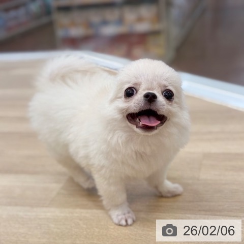 京都府のチワワ(ロング) (ペットプラス 久御山店/2025年11月1日生まれ/女の子/ホワイト)の子犬の3枚目の画像