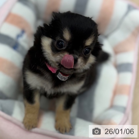 京都府のチワワ(ロング) (ペットプラス 京都桂川店/2025年11月1日生まれ/女の子/ブラッククリーム)の子犬の4枚目の画像