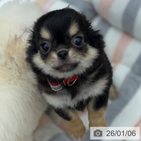 京都府のチワワ(ロング) (ペットプラス 京都桂川店/2025年11月1日生まれ/女の子/ブラッククリーム)の子犬の3枚目の画像