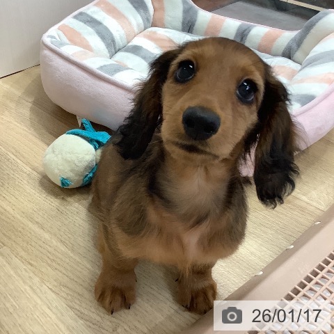 ミニチュア・ダックスフンドの写真