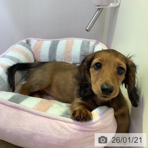 ミニチュア・ダックスフンドの写真