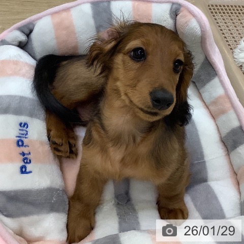 ミニチュア・ダックスフンドの写真