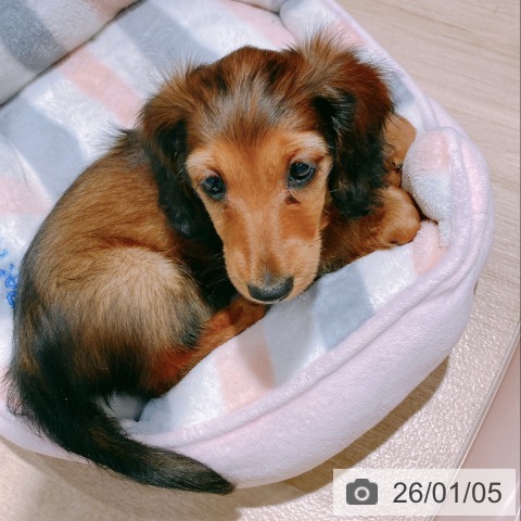 大阪府のミニチュアダックスフンド(ロング) (ペットプラス イオン大日店/2025年11月4日生まれ/女の子/レッド)の子犬の4枚目の画像