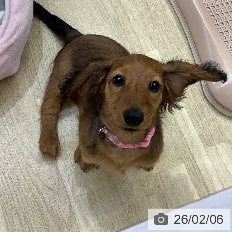 兵庫県のミニチュアダックスフンド(ロング) (ペットプラス 明石店/2025年11月4日生まれ/女の子/レッド)の子犬の4枚目の画像