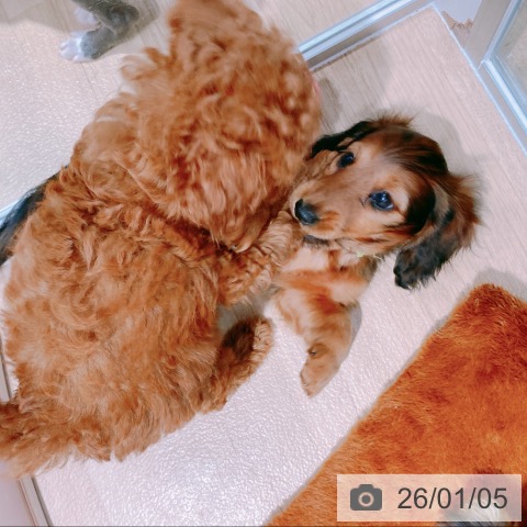 大阪府のミニチュアダックスフンド(ロング) (ペットプラス イオン大日店/2025年11月4日生まれ/女の子/レッド)の子犬の3枚目の画像