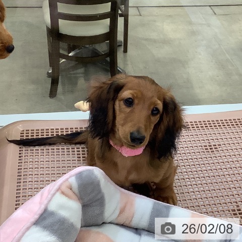 兵庫県のミニチュアダックスフンド(ロング) (ペットプラス 明石店/2025年11月4日生まれ/女の子/レッド)の子犬の4枚目の画像