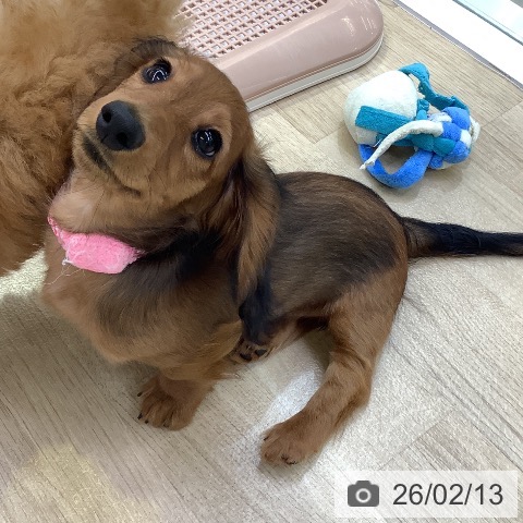 兵庫県のミニチュアダックスフンド(ロング) (ペットプラス 明石店/2025年11月4日生まれ/女の子/レッド)の子犬の4枚目の画像