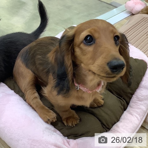 兵庫県のミニチュアダックスフンド(ロング) (ペットプラス 明石店/2025年11月4日生まれ/女の子/レッド)の子犬の4枚目の画像