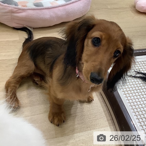 兵庫県のミニチュアダックスフンド(ロング) (ペットプラス 明石店/2025年11月4日生まれ/女の子/レッド)の子犬の4枚目の画像