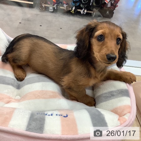 兵庫県のミニチュアダックスフンド(ロング) (ペットプラス 明石店/2025年11月4日生まれ/女の子/レッド)の子犬の3枚目の画像