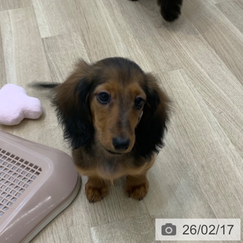 ミニチュア・ダックスフンドの写真