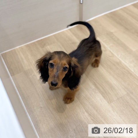 ミニチュア・ダックスフンドの写真