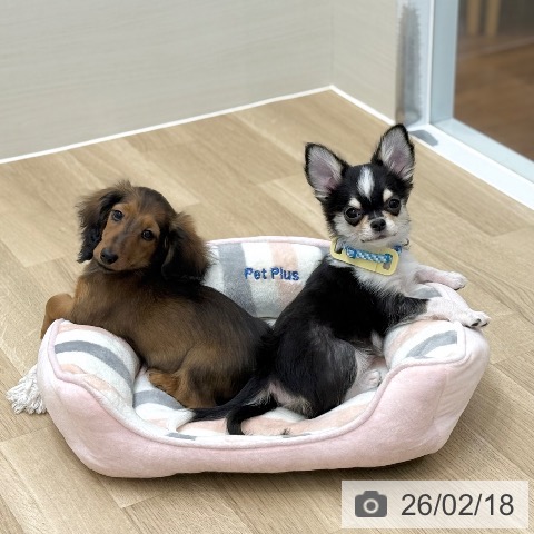 ミニチュア・ダックスフンドの写真