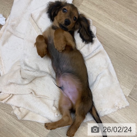 ミニチュア・ダックスフンドの写真