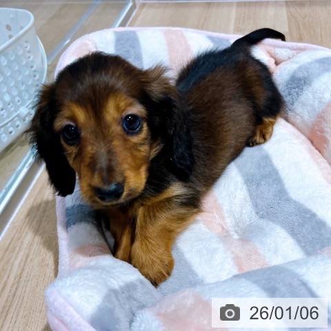 大阪府のミニチュアダックスフンド(ロング) (ペットプラス イオン大日店/2025年11月4日生まれ/男の子/レッド)の子犬の4枚目の画像