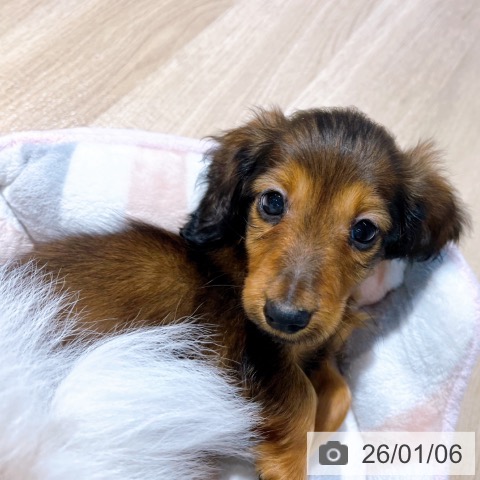 大阪府のミニチュアダックスフンド(ロング) (ペットプラス イオン大日店/2025年11月4日生まれ/男の子/レッド)の子犬の3枚目の画像