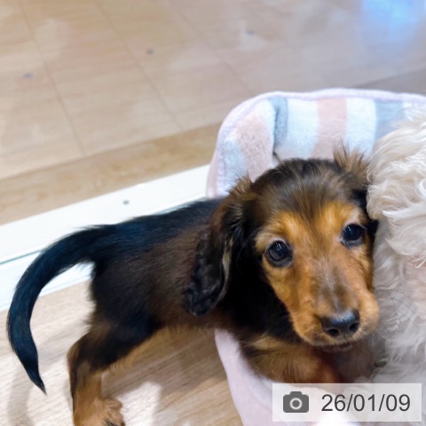 大阪府のミニチュアダックスフンド(ロング) (ペットプラス イオン大日店/2025年11月4日生まれ/男の子/レッド)の子犬の4枚目の画像