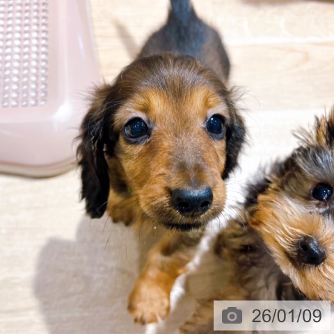 大阪府のミニチュアダックスフンド(ロング) (ペットプラス イオン大日店/2025年11月4日生まれ/男の子/レッド)の子犬の3枚目の画像