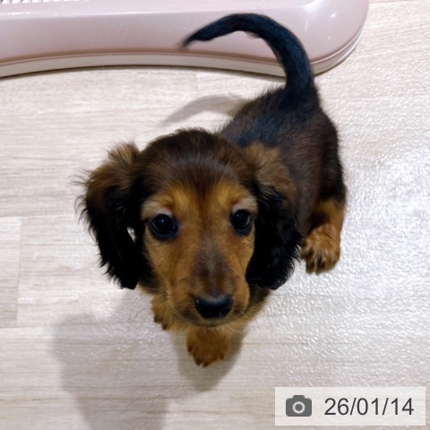 大阪府のミニチュアダックスフンド(ロング) (ペットプラス イオン大日店/2025年11月4日生まれ/男の子/レッド)の子犬の4枚目の画像