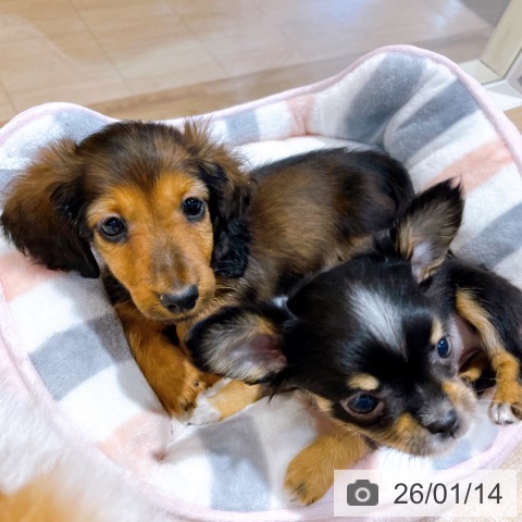 大阪府のミニチュアダックスフンド(ロング) (ペットプラス イオン大日店/2025年11月4日生まれ/男の子/レッド)の子犬の3枚目の画像