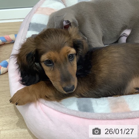 ミニチュア・ダックスフンドの写真