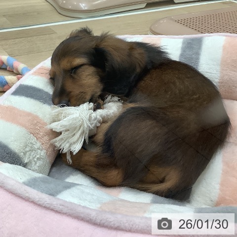 ミニチュア・ダックスフンドの写真