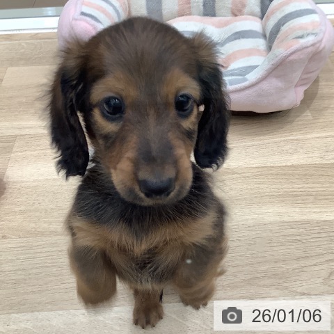 大阪府のミニチュアダックスフンド(ロング) (ペットプラス 鶴見店/2025年11月4日生まれ/男の子/レッド)の子犬の4枚目の画像