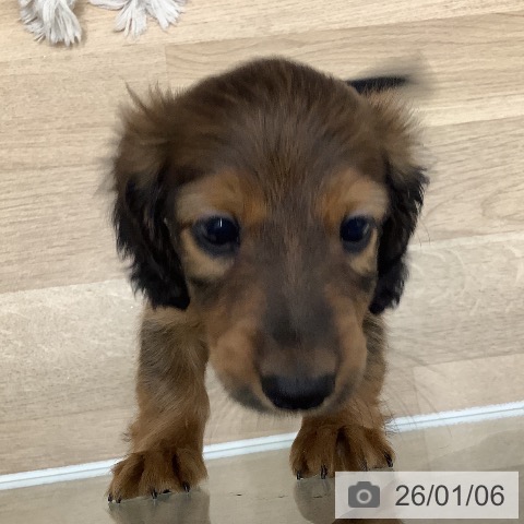 大阪府のミニチュアダックスフンド(ロング) (ペットプラス 鶴見店/2025年11月4日生まれ/男の子/レッド)の子犬の3枚目の画像