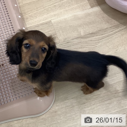 ミニチュア・ダックスフンドの写真