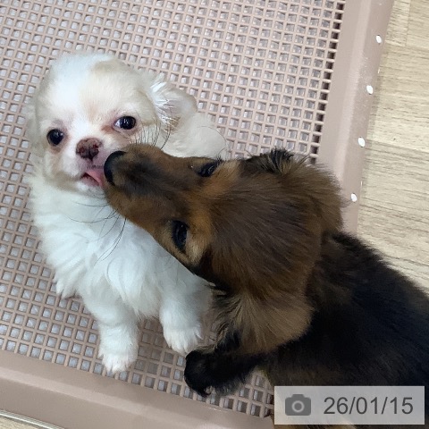 大阪府のミニチュアダックスフンド(ロング) (ペットプラス 鶴見店/2025年11月4日生まれ/男の子/レッド)の子犬の3枚目の画像