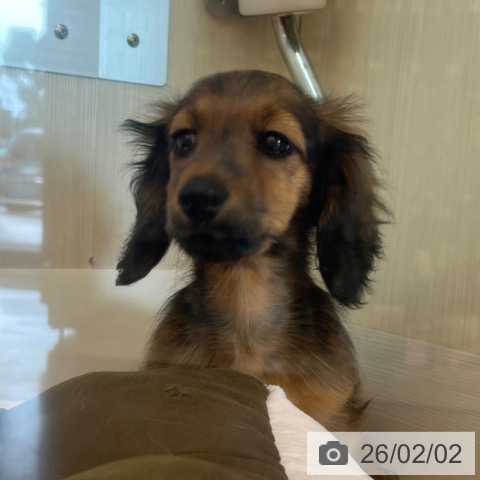 兵庫県のミニチュアダックスフンド(ロング) (ペットプラス 姫路大津店/2025年11月4日生まれ/男の子/レッド)の子犬の4枚目の画像