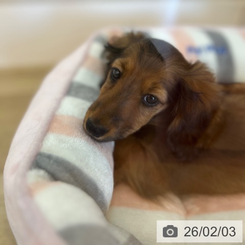 兵庫県のミニチュアダックスフンド(ロング) (ペットプラス 姫路大津店/2025年11月4日生まれ/男の子/レッド)の子犬の3枚目の画像