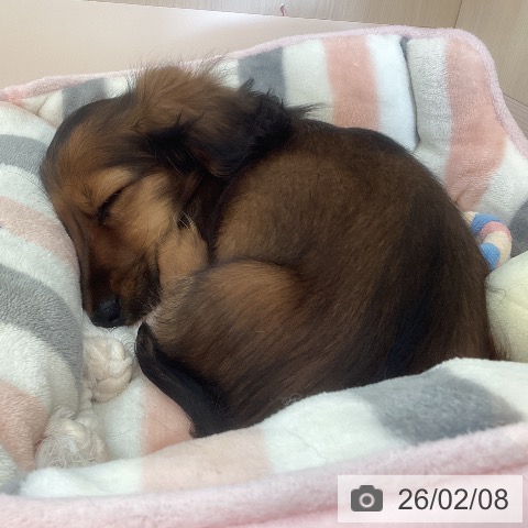 兵庫県のミニチュアダックスフンド(ロング) (ペットプラス 姫路大津店/2025年11月4日生まれ/男の子/レッド)の子犬の3枚目の画像