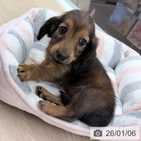 京都府のミニチュアダックスフンド(ロング) (ペットプラス 京都桂川店/2025年11月4日生まれ/女の子/レッド)の子犬の4枚目の画像