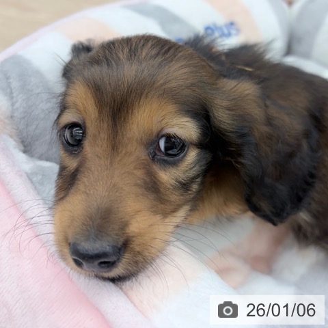 京都府のミニチュアダックスフンド(ロング) (ペットプラス 京都桂川店/2025年11月4日生まれ/女の子/レッド)の子犬の3枚目の画像