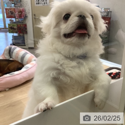ペキニーズの写真