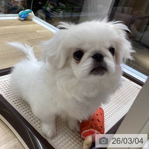 ペキニーズの写真