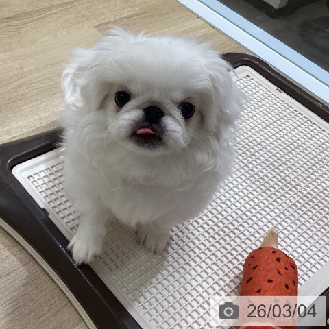 ペキニーズの写真