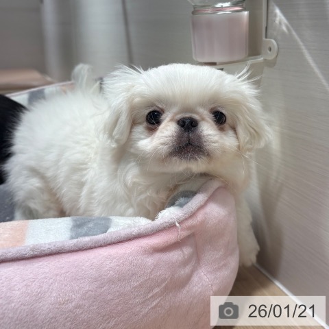 兵庫県のペキニーズ (ペットプラス 神戸三宮店/2025年11月3日生まれ/男の子/ホワイト)の子犬の4枚目の画像