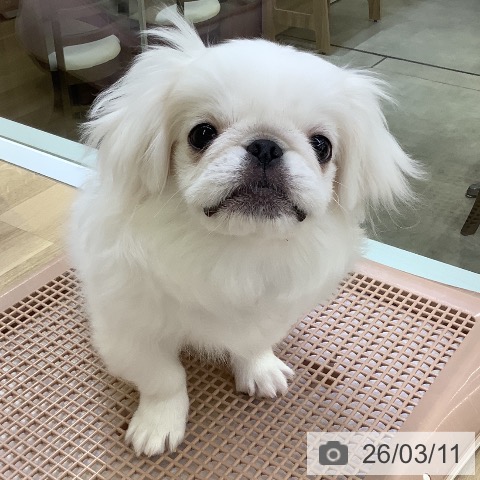 ペキニーズの写真