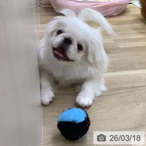 ペキニーズの写真