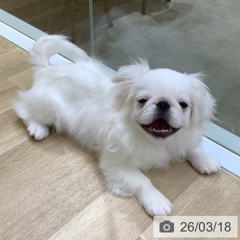 ペキニーズの写真