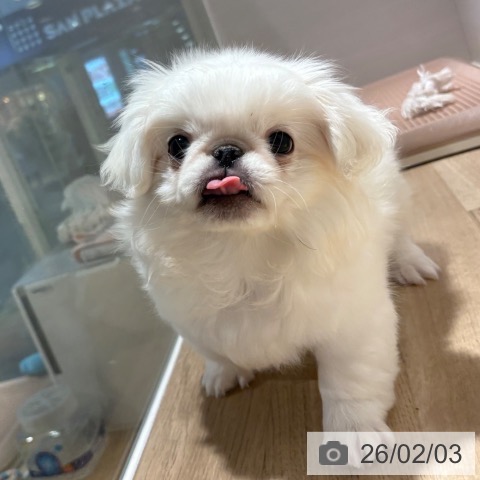 ペキニーズの写真