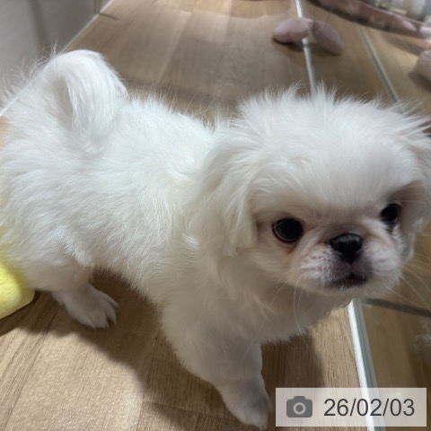 ペキニーズの写真