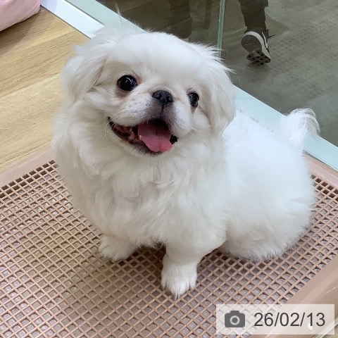 兵庫県のペキニーズ (ペットプラス 明石店/2025年11月3日生まれ/男の子/ホワイト)の子犬の3枚目の画像