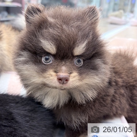 京都府のポメラニアン (ペットプラス 京都桂川店/2025年11月2日生まれ/男の子/チョコレートタン)の子犬の4枚目の画像