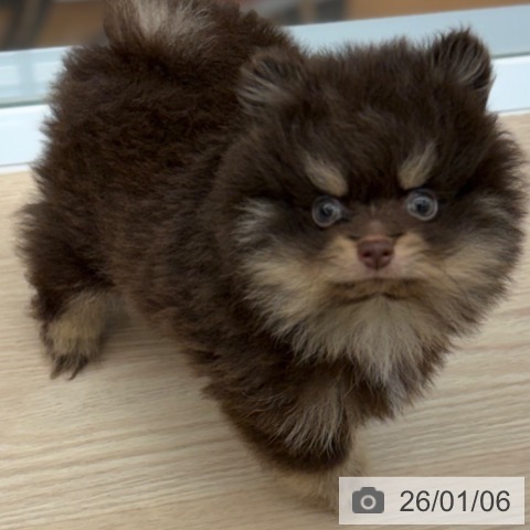 京都府のポメラニアン (ペットプラス 京都桂川店/2025年11月2日生まれ/男の子/チョコレートタン)の子犬の3枚目の画像