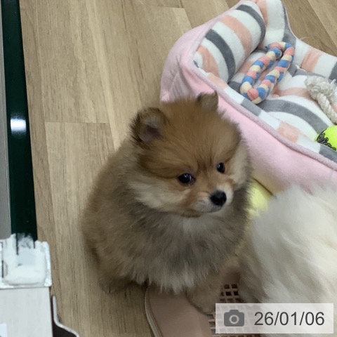 大阪府のポメラニアン (ペットプラス 鶴見店/2025年11月2日生まれ/男の子/オレンジセーブル)の子犬の3枚目の画像