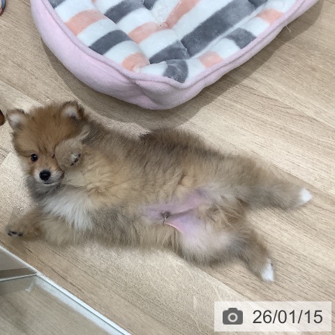 大阪府のポメラニアン (ペットプラス 鶴見店/2025年11月2日生まれ/男の子/オレンジセーブル)の子犬の4枚目の画像