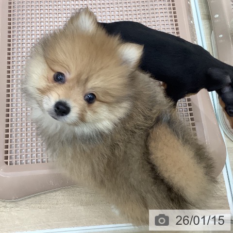 大阪府のポメラニアン (ペットプラス 鶴見店/2025年11月2日生まれ/男の子/オレンジセーブル)の子犬の3枚目の画像